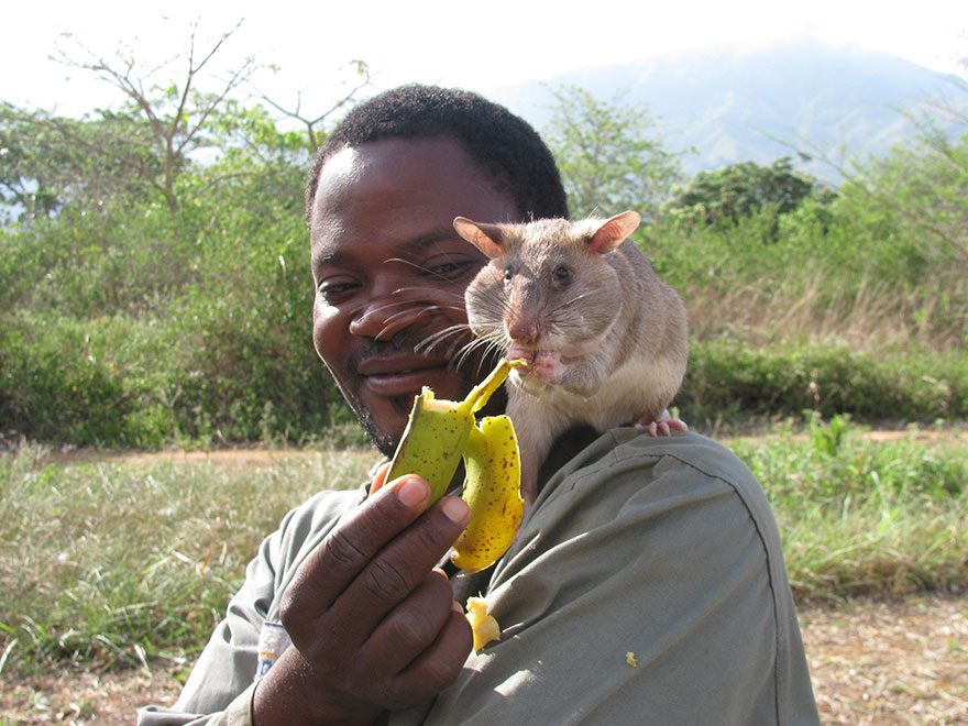 28hero-rats-bomb-demining-africa-apopo-28 28hero-rats-bomb-demining-africa-apopo-28