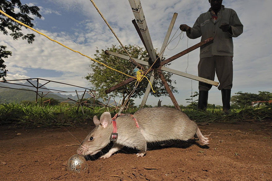2hero-rats-bomb-demining-africa-apopo-2 2hero-rats-bomb-demining-africa-apopo-2
