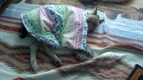 Mini horse sleeping under a colorful blanket on a patterned rug.