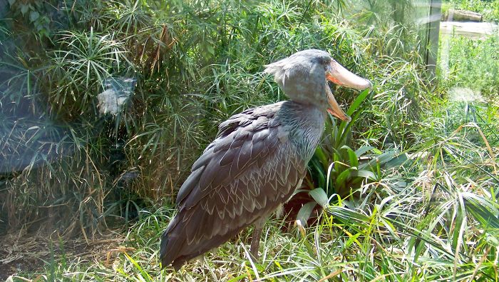 The Most Hilarious Moment At Prague Zoo With "shoebill"