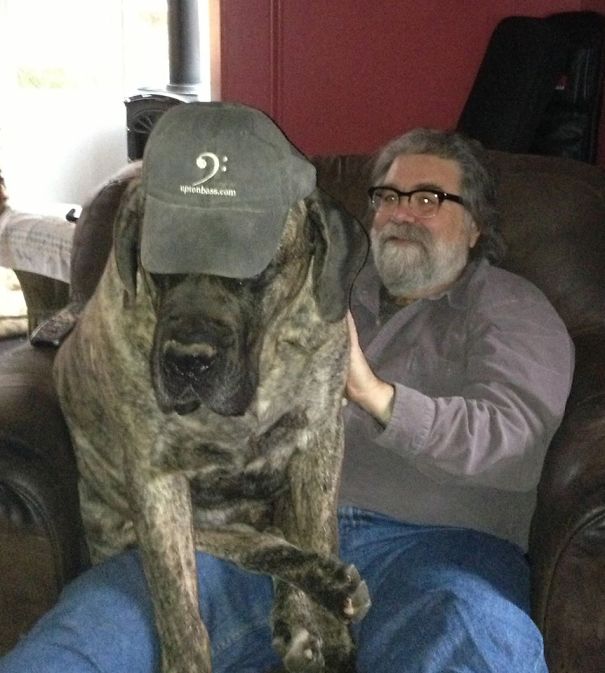 Jaco, The Bass Playing Lap Dog.