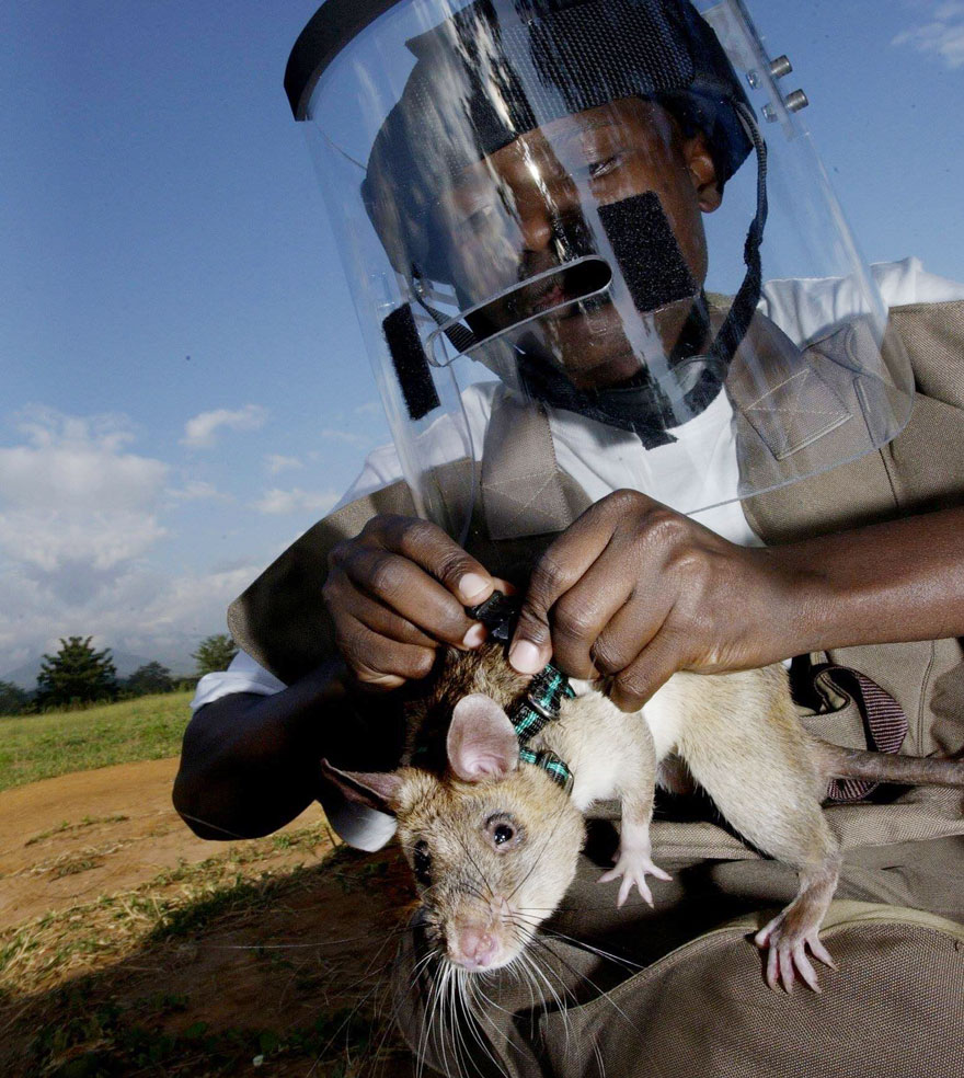 34hero-rats-bomb-demining-africa-apopo-35 34hero-rats-bomb-demining-africa-apopo-35