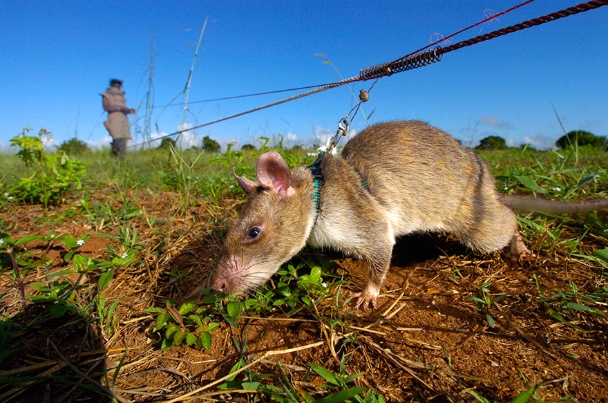 34hero-rats-bomb-demining-africa-apopo-39 34hero-rats-bomb-demining-africa-apopo-39