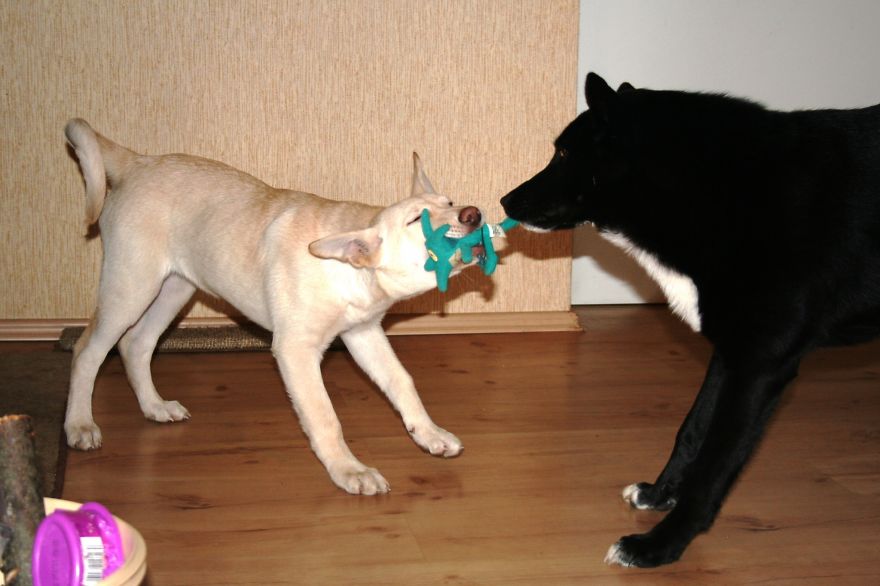 Hera And Freja ..after 5 Years ..just As Playful..