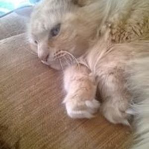 cathy_creswell avatar