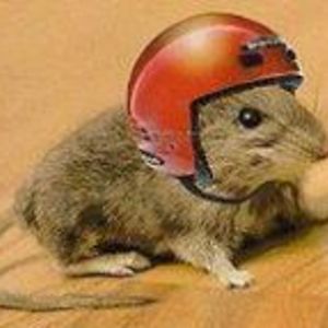 wacoastalgirl avatar