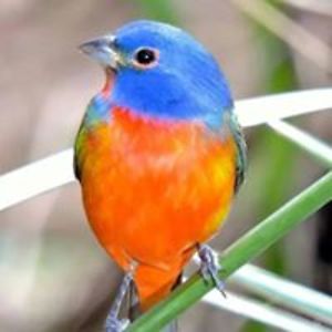 lauragriffendubek3 avatar