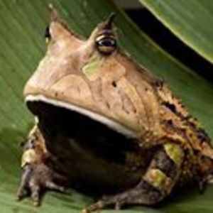 dre_moonshaker avatar