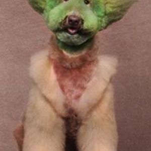 lorihouldsworth avatar