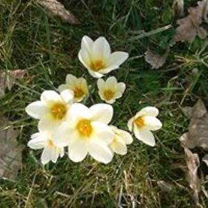 lelia_ungureanu avatar