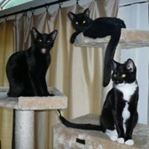 jackiebanditlady avatar