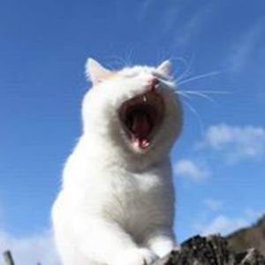 Mika_Takahashi avatar