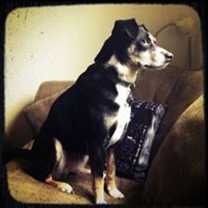 chelseyhavekes avatar