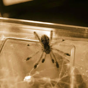 barneyrichardson avatar