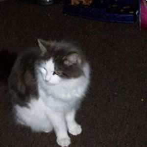 woodwardcarol21 avatar