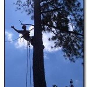 gstrees_ghumphrey avatar