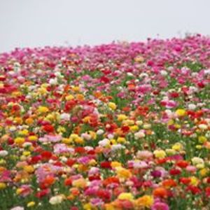 thelucioussuzuki avatar