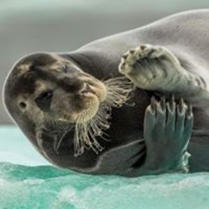 danielledevinck avatar