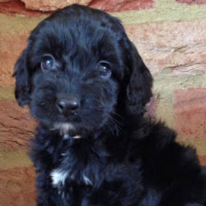 ariannacontaldi avatar