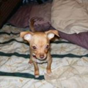 petsrchildren2me avatar