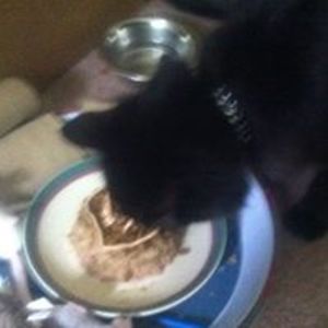 spellmeyerbecca avatar