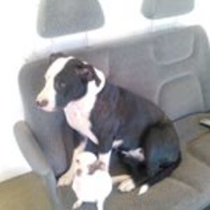 therainbowtwister avatar