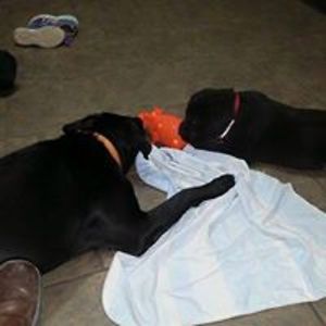 froggy_babe1984 avatar