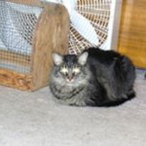 pearlviolet43 avatar