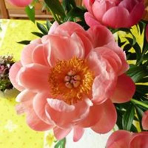 angelika_eriksson avatar