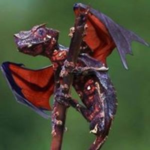 mariyashadowblade avatar