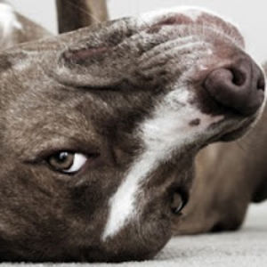 thomasandersonsnowdragon avatar