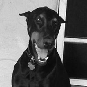 dobeman01 avatar