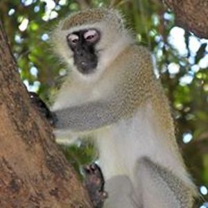 arindam_mukerjee avatar