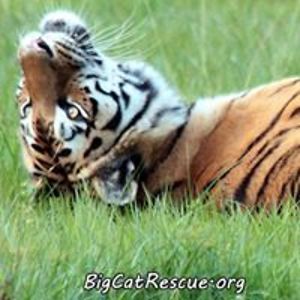 ladyofthegrey avatar