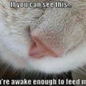 tracybraat1967 avatar