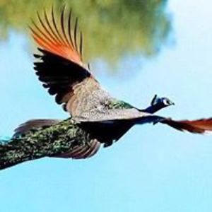 michal_tengler avatar