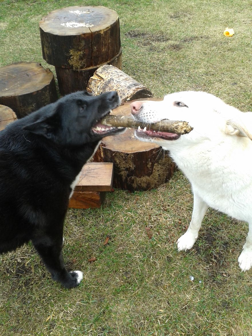 Hera And Freja ..after 5 Years..just As Playful..