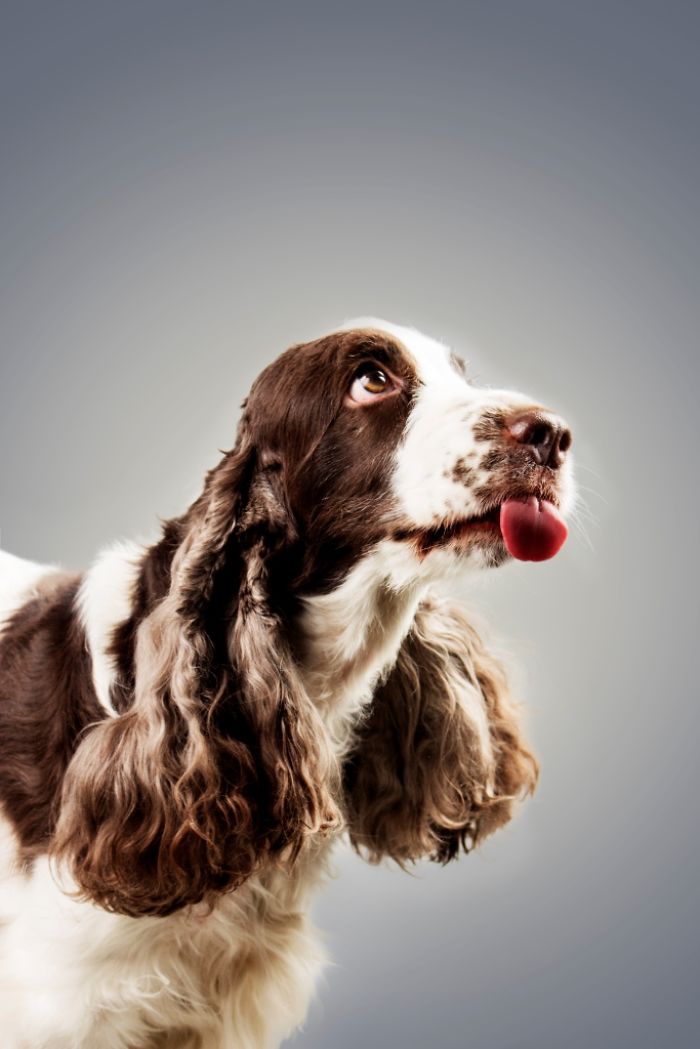 Licktastic Dog Portraits To Encourage Using Therapy Dogs For Children Licktastic Dog Portraits To Encourage Using Therapy Dogs For Children