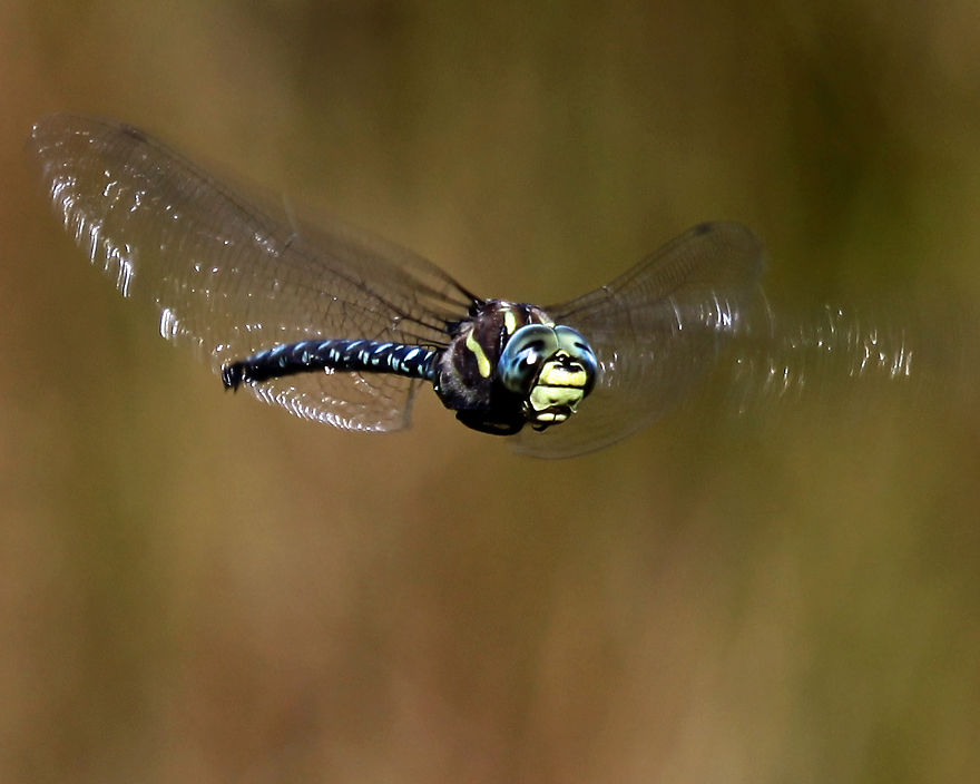 Shadow Darner Captured Inflight