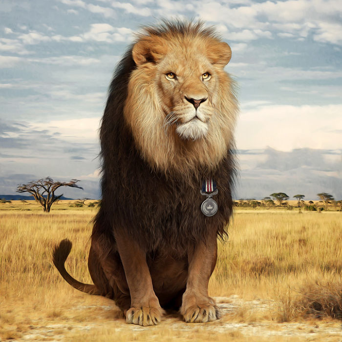 Artist Creates Beautiful Collages With Photos Of Animals