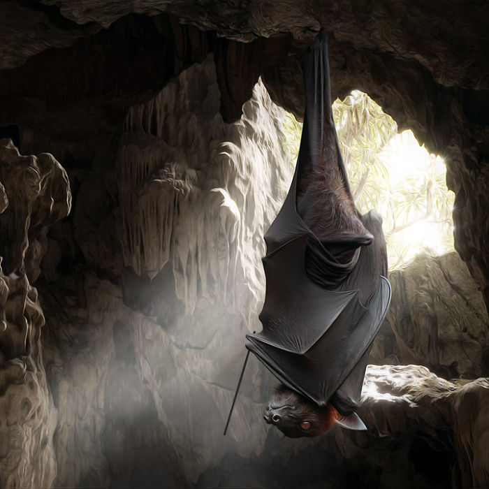 Artist Creates Beautiful Collages With Photos Of Animals