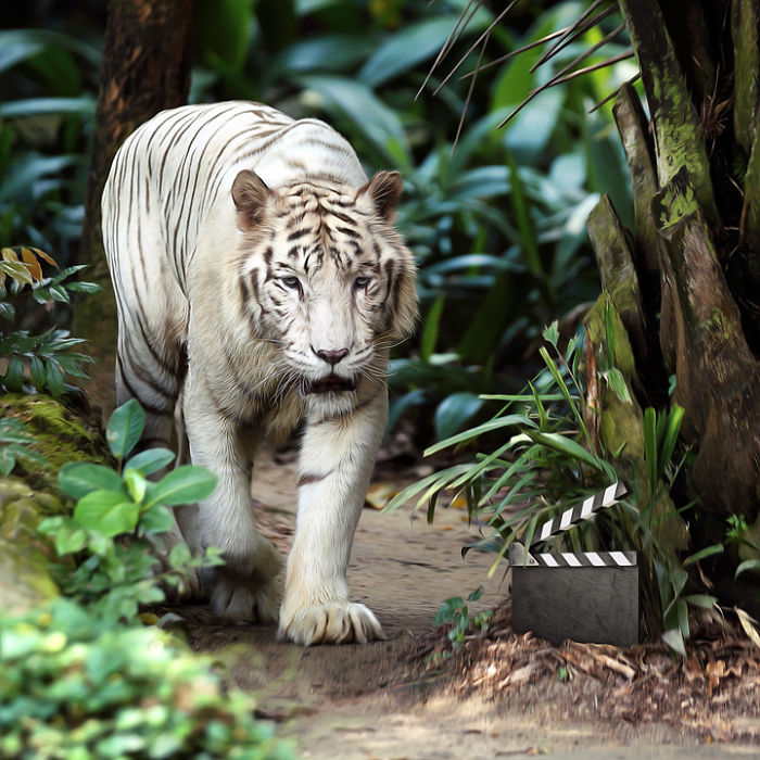 Artist Creates Beautiful Collages With Photos Of Animals