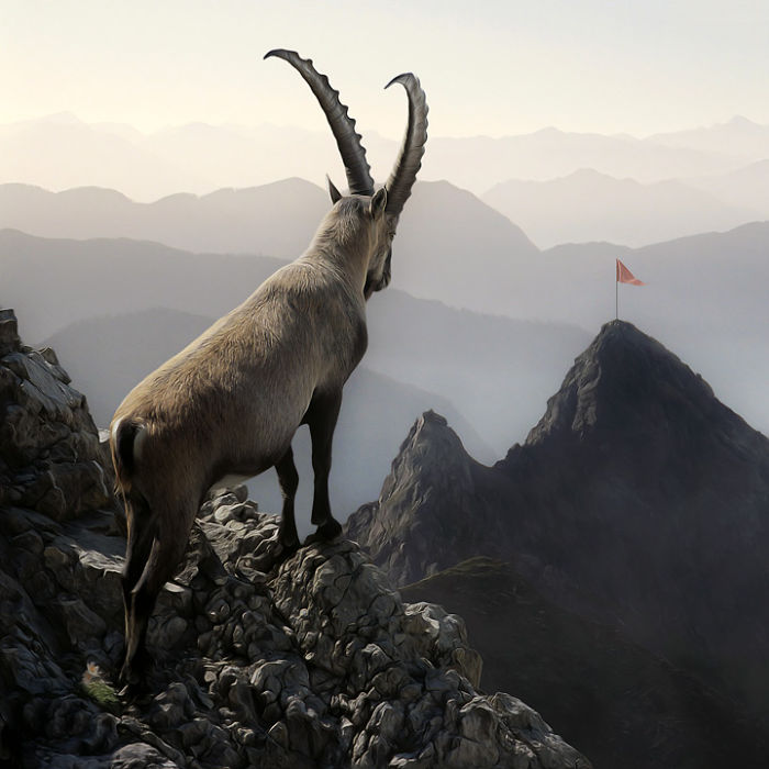 Artist Creates Beautiful Collages With Photos Of Animals