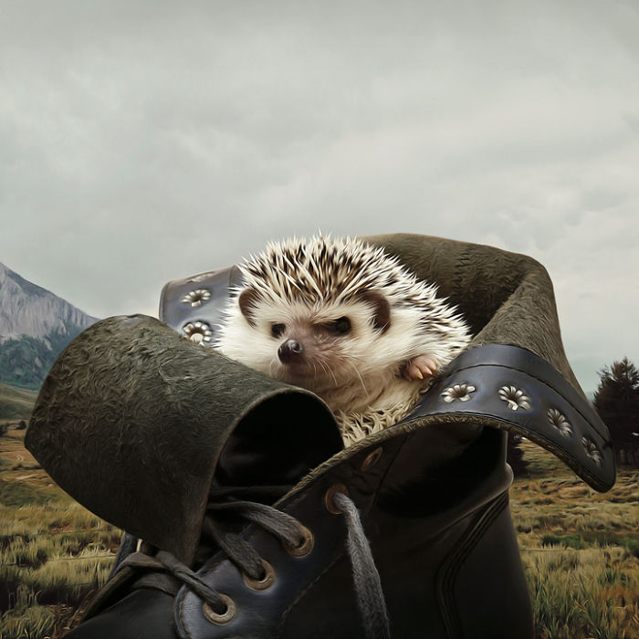 Artist Creates Beautiful Collages With Photos Of Animals Artist Creates Beautiful Collages With Photos Of Animals