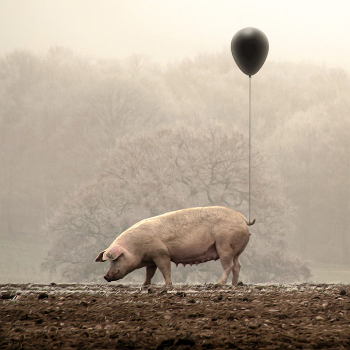 Artist Creates Beautiful Collages With Photos Of Animals