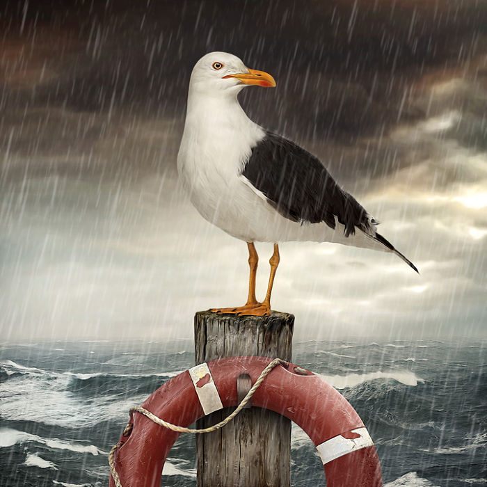 Artist Creates Beautiful Collages With Photos Of Animals Artist Creates Beautiful Collages With Photos Of Animals