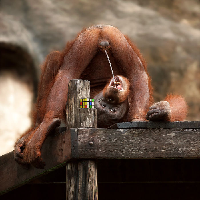 Artist Creates Beautiful Collages With Photos Of Animals Artist Creates Beautiful Collages With Photos Of Animals