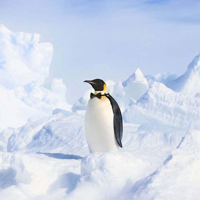 Artist Creates Beautiful Collages With Photos Of Animals Artist Creates Beautiful Collages With Photos Of Animals