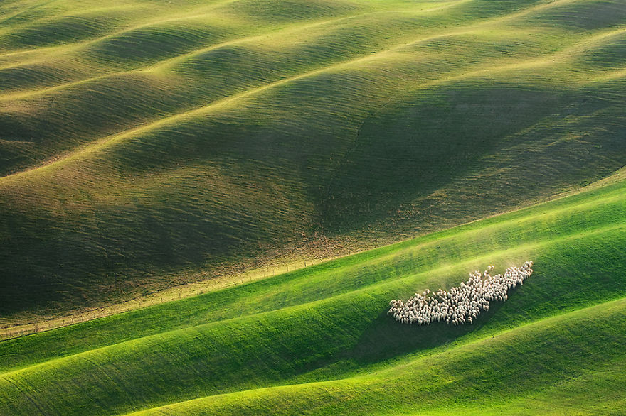 Sheep In Tuscan Fields In Italy Sheep In Tuscan Fields In Italy