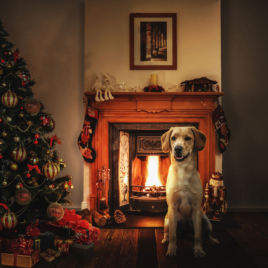 Surreal Rescue Dogs Finally Get Their Own Book! Surreal Rescue Dogs Finally Get Their Own Book!